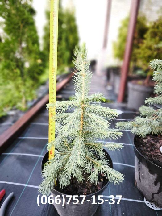 Ялина Majestic Blue