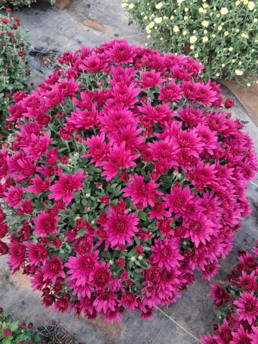 Chryzantemy drobnokwiatowe