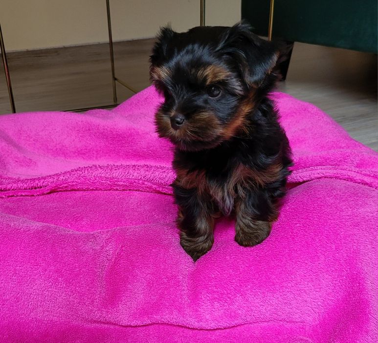 Yorkshire terrier sunia ciemne umaszczenie