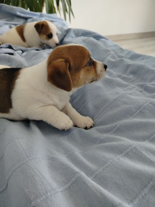 Jack Russell Terrier piesek