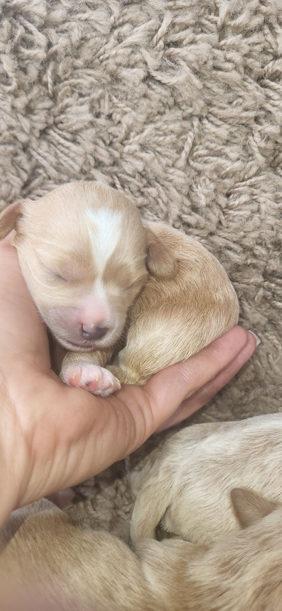 Piesek Maltipoo f1