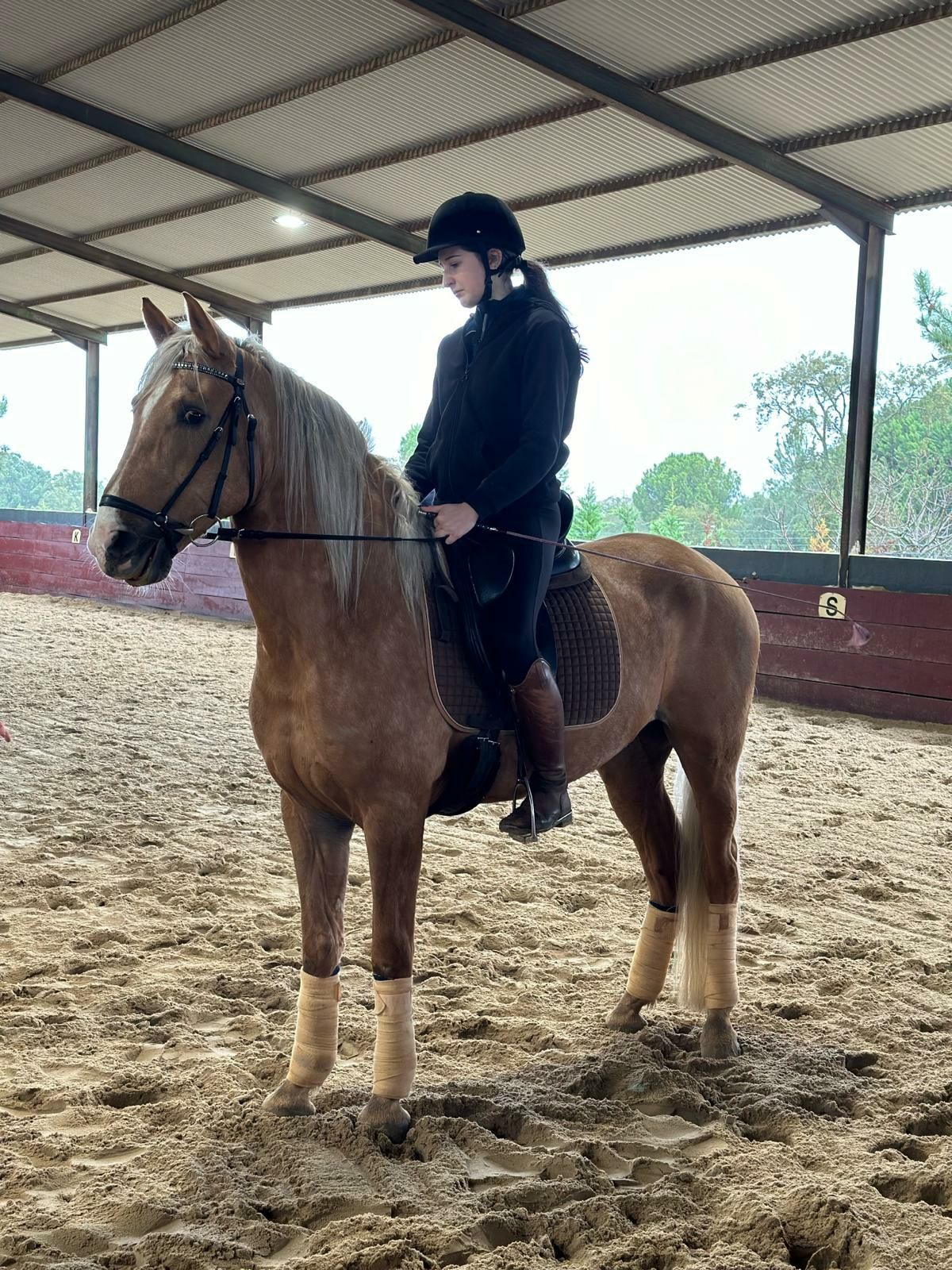 Cavalo jovem e inteligente