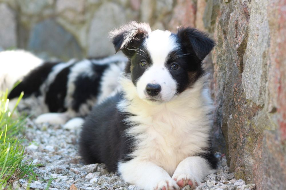 Suczka Border Collie