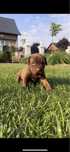 Szczeniak Bandog (nie cane corso, amstaff)