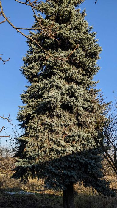 Ялинка жива блакитна