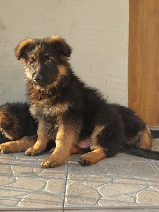 Owczarek niemiecki długowłosy piesek