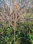 Młoda Aronia czarna