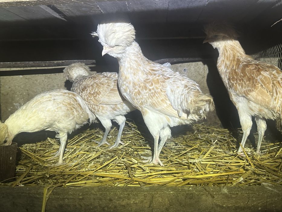 Czubatka wielbładzia stado 3+1