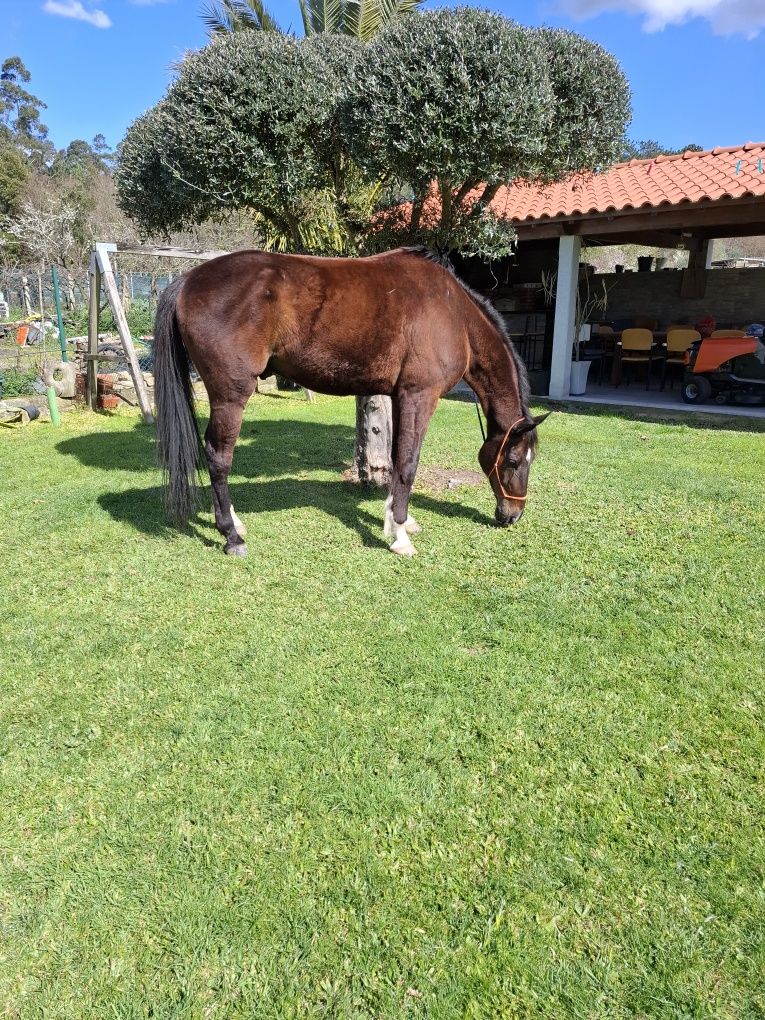 Excelente cavalo