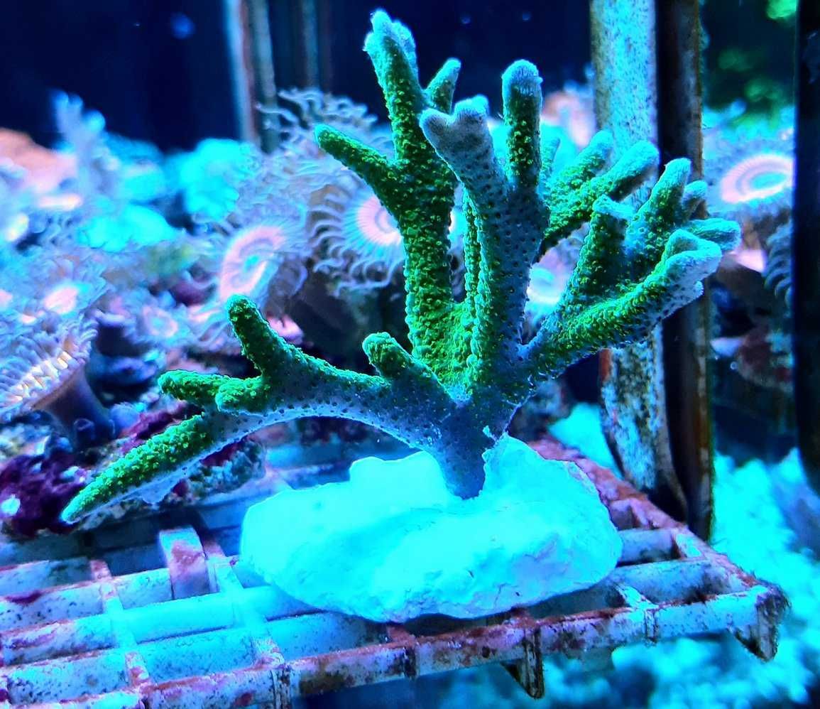 Montipora digitata green fluo,morskie,koralowiec