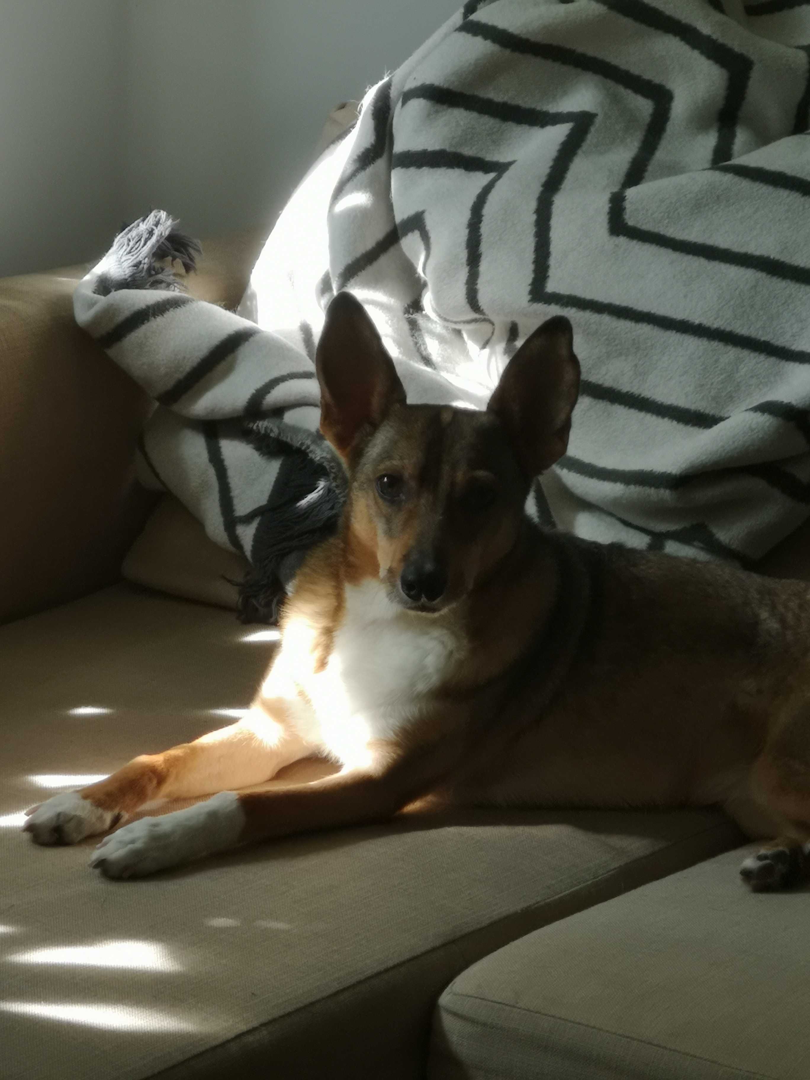 USIA szuka spokojnego, ciepłego, kochającego domku. Adopcja!