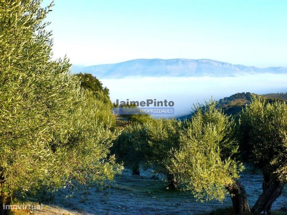 Propriedade 130ha com Olival, Vinha, Floresta. Portugal, Guarda, F...