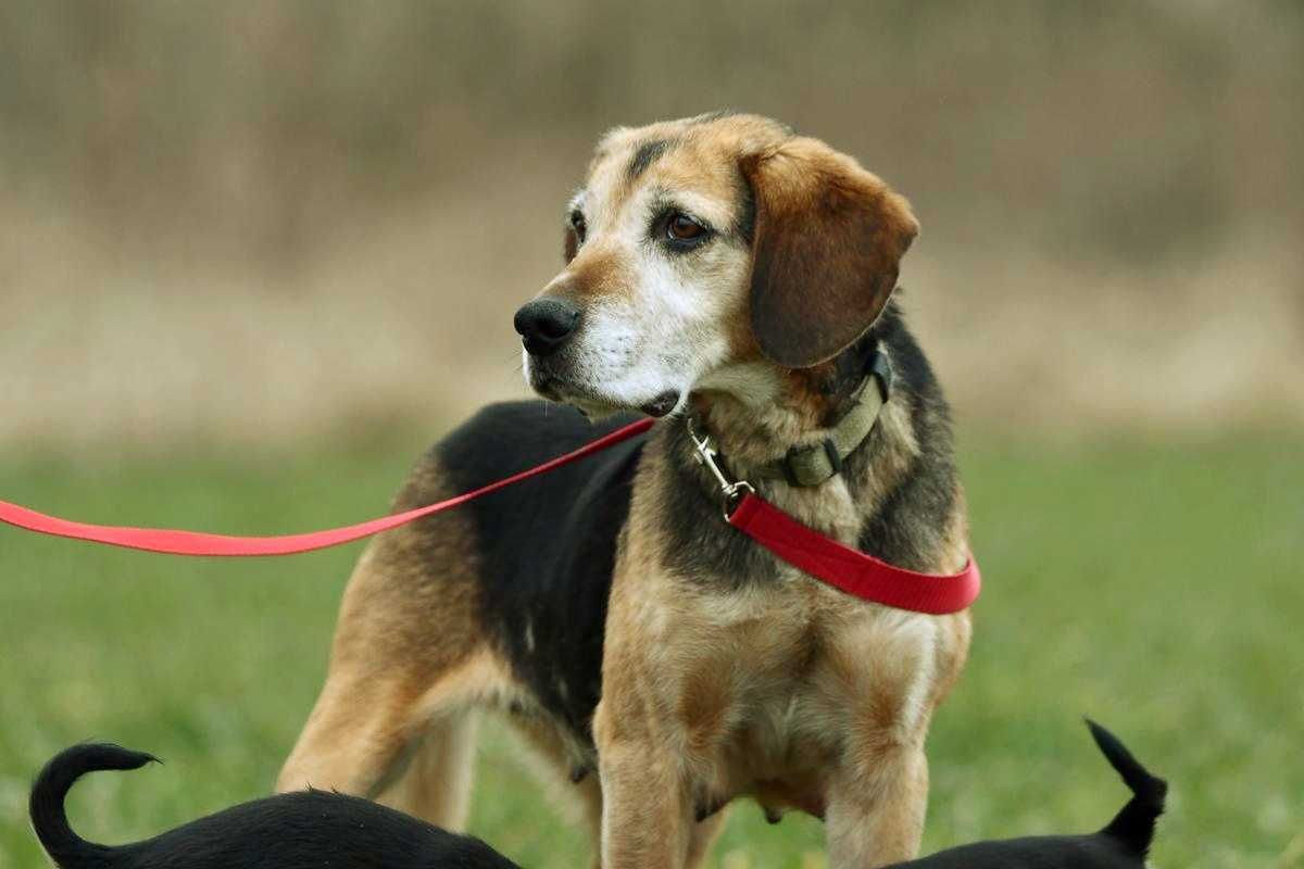 Fibi szuka domu, suczka, w typie rasy Beagle