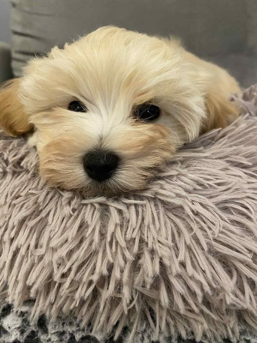 Urocza suczka maltipoo gotowa do odbioru