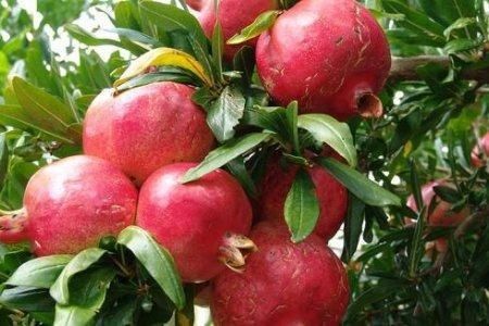 Саджанці екзотичний рослин.  Гранат, Ківі, Лимон, Інжир, Хурма