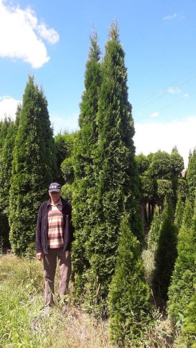 Tuja Szmaragd 400-450cm z gruntu Szkółka Krzewów EDEN