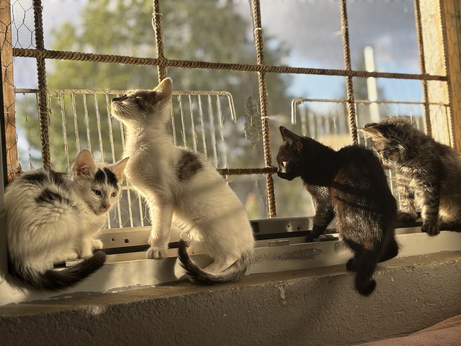 Kociaki szukaja domu