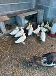 Vendo patos para reprodução ou para comer