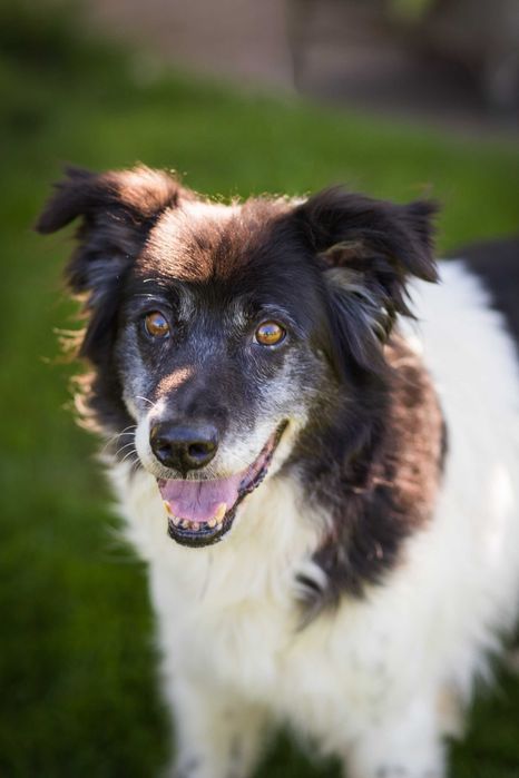 Przepiękny chłopiec w typie border collie czeka na dom
