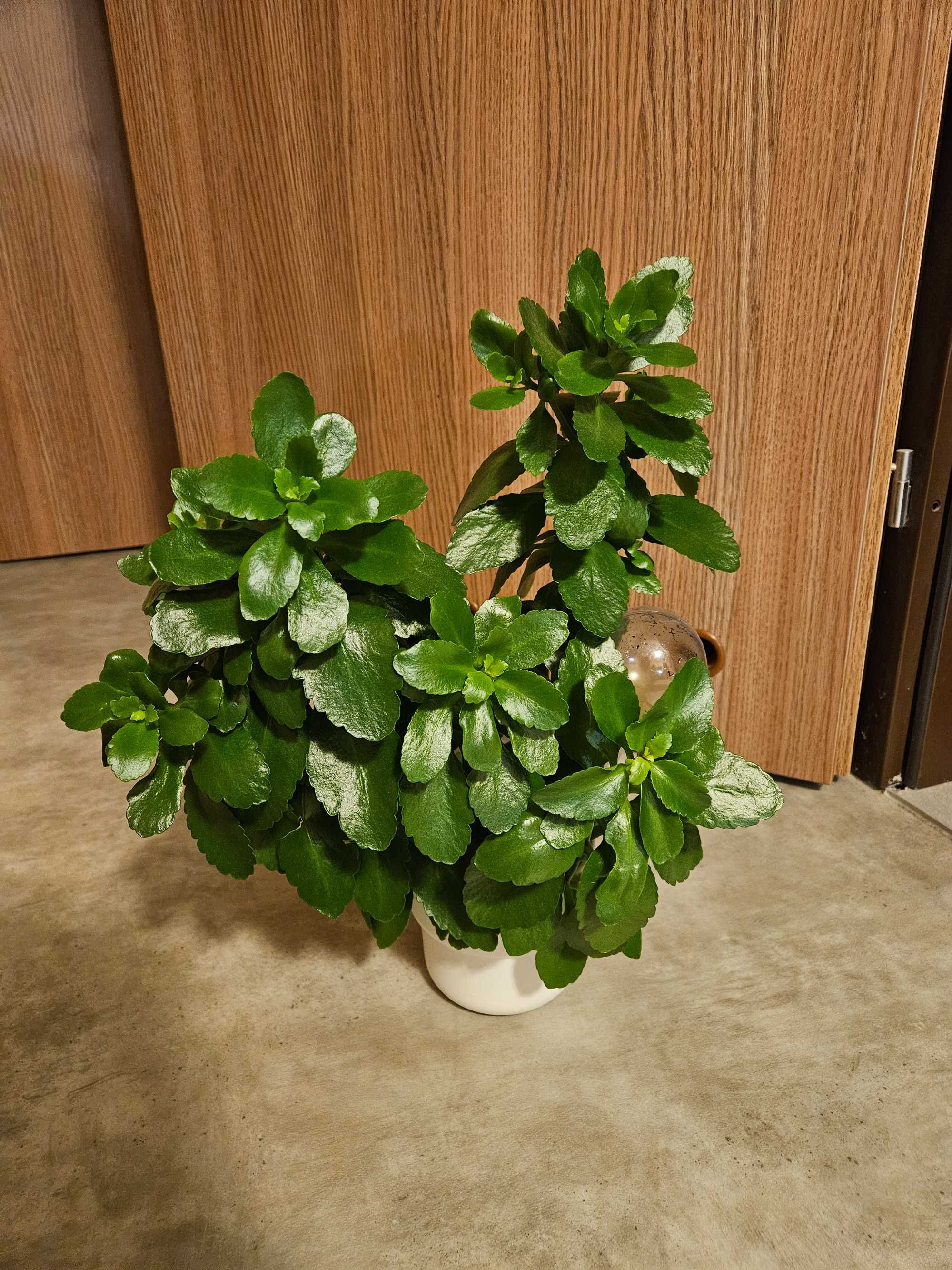 Kwiat Kalanchoe żyworódka różowa