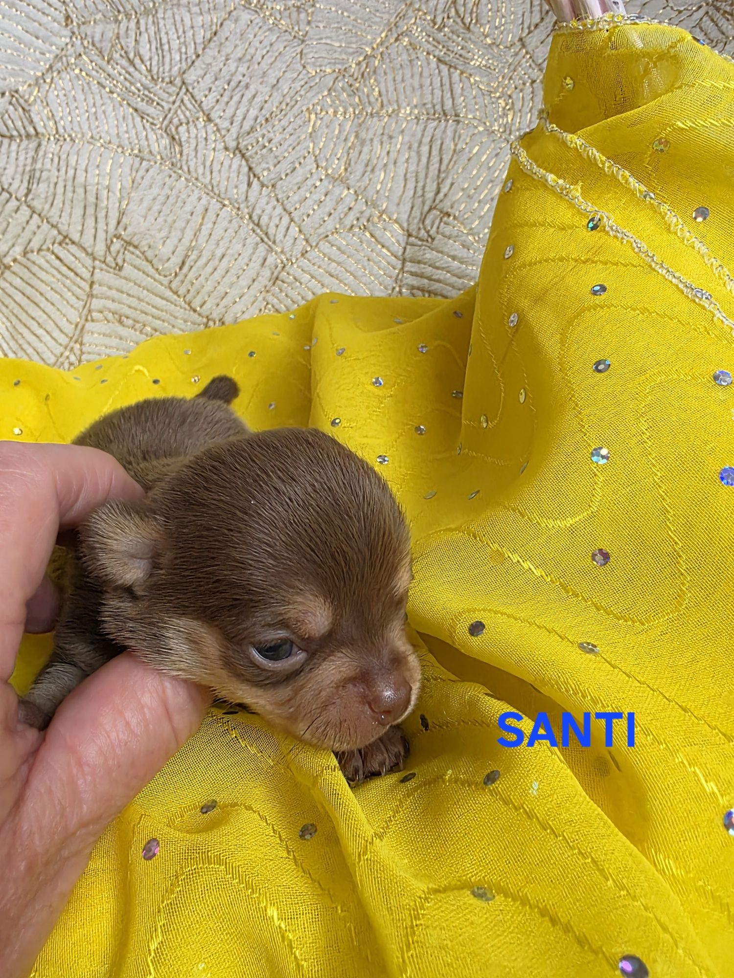 SANTI  choco tan