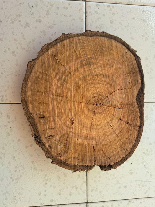 Rodela/bolacha madeira de cerejeira