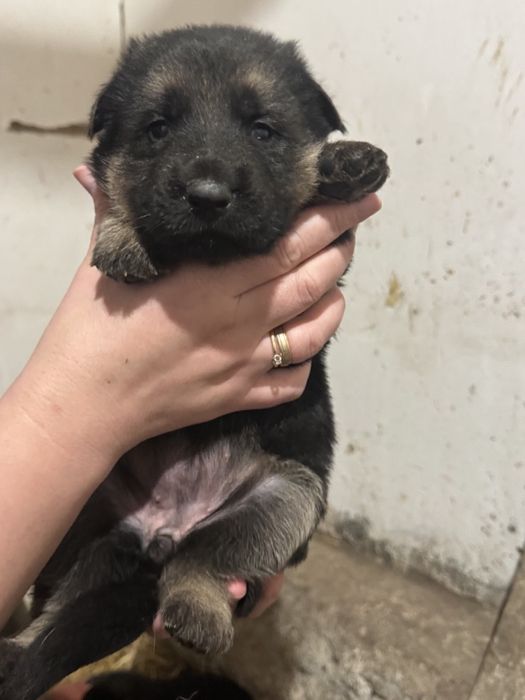 Цуценята породи німецька вівчарка