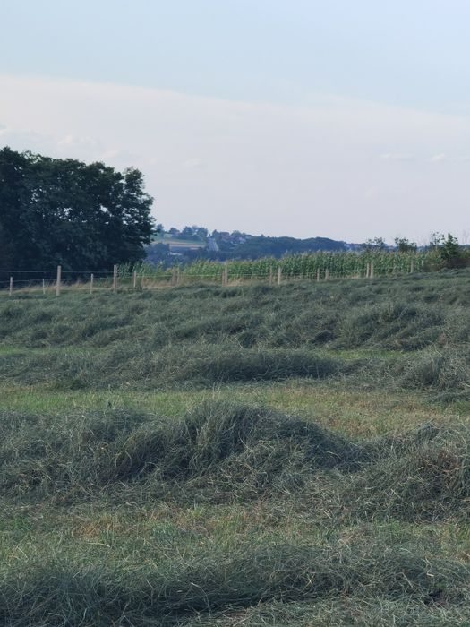 Siano kostka zbiory 2025 /bele, kostki
