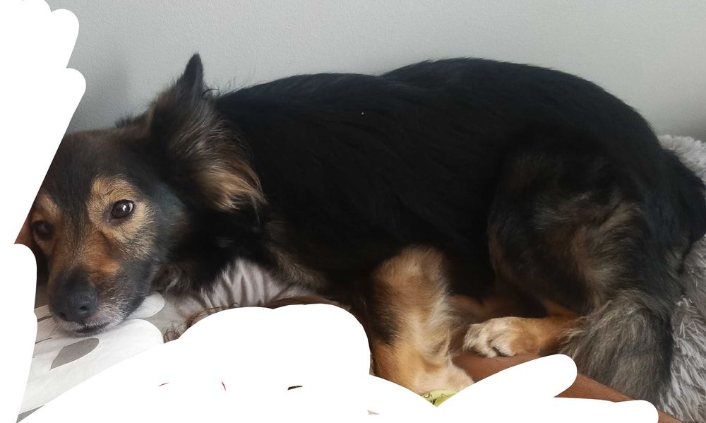 Oddam 4 letniego pieska od ręki !!