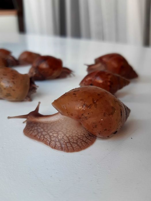 Малятка равлика-ахатина безкоштовно