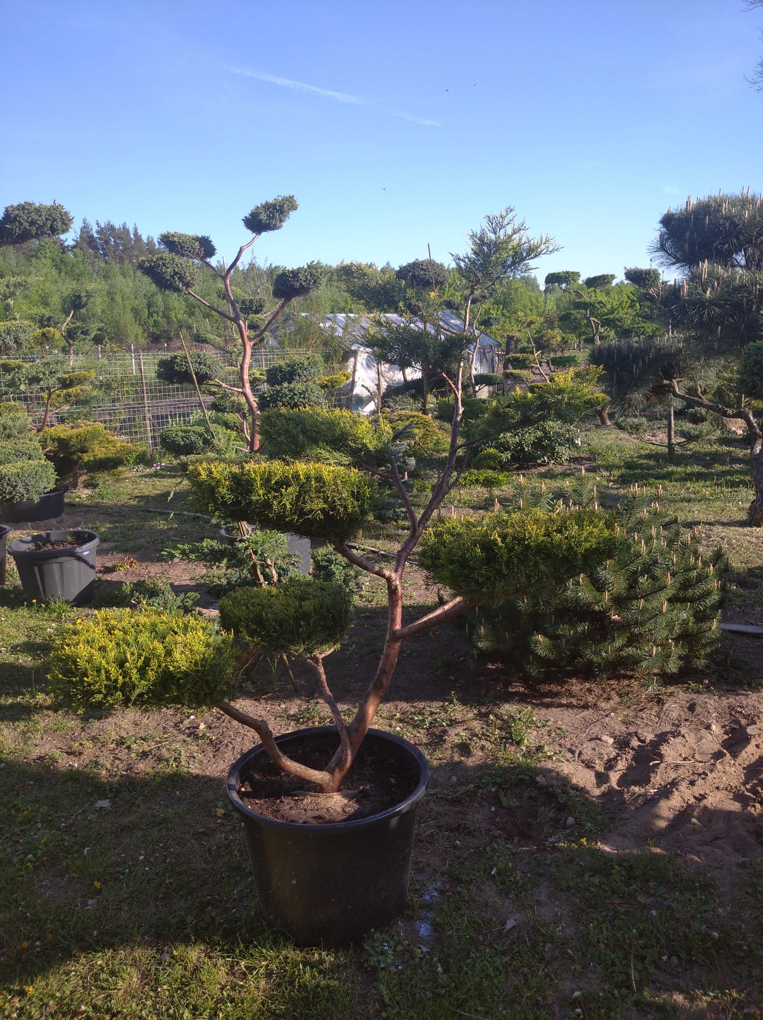 Bonsai Niwaki Jałowiec Formowany