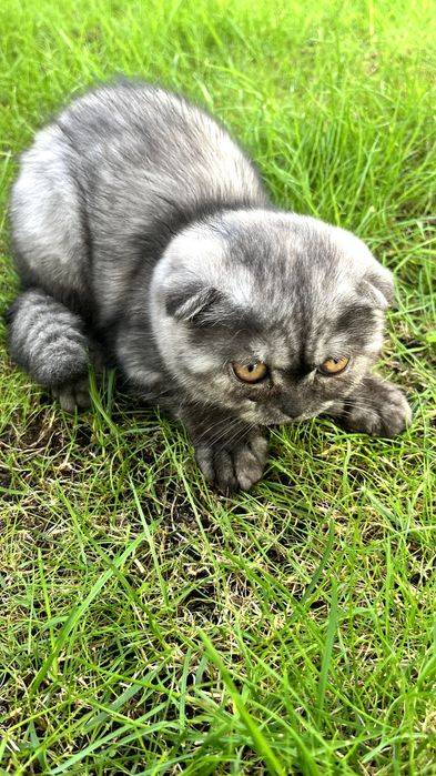 Gatinha "Scottish Fold"