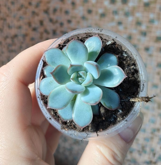 Echeveria Hercules дітки суккуленти ехеверія ечеверія