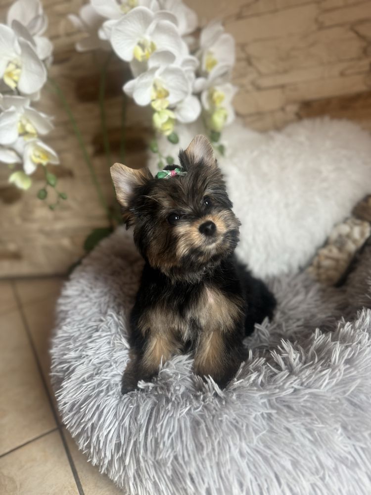 Yorkshire Terrier piesek