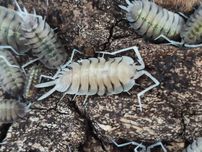 Porcellio bolivari x10