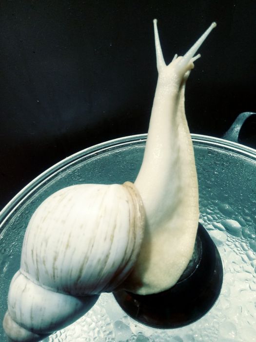 Равлики. Улитки Ахатини різного окрасу  Відправляємо по всій Україні