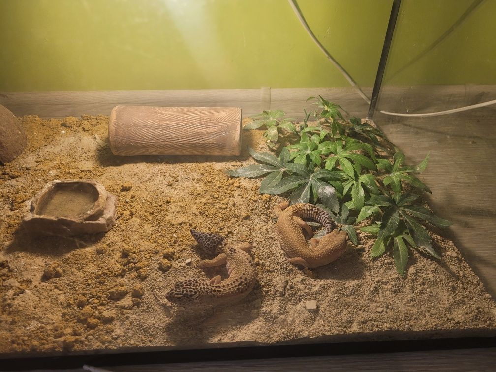 Gekony lamparcie z terrarium
