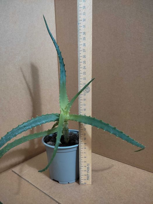 Алоэ (алое, столетник)