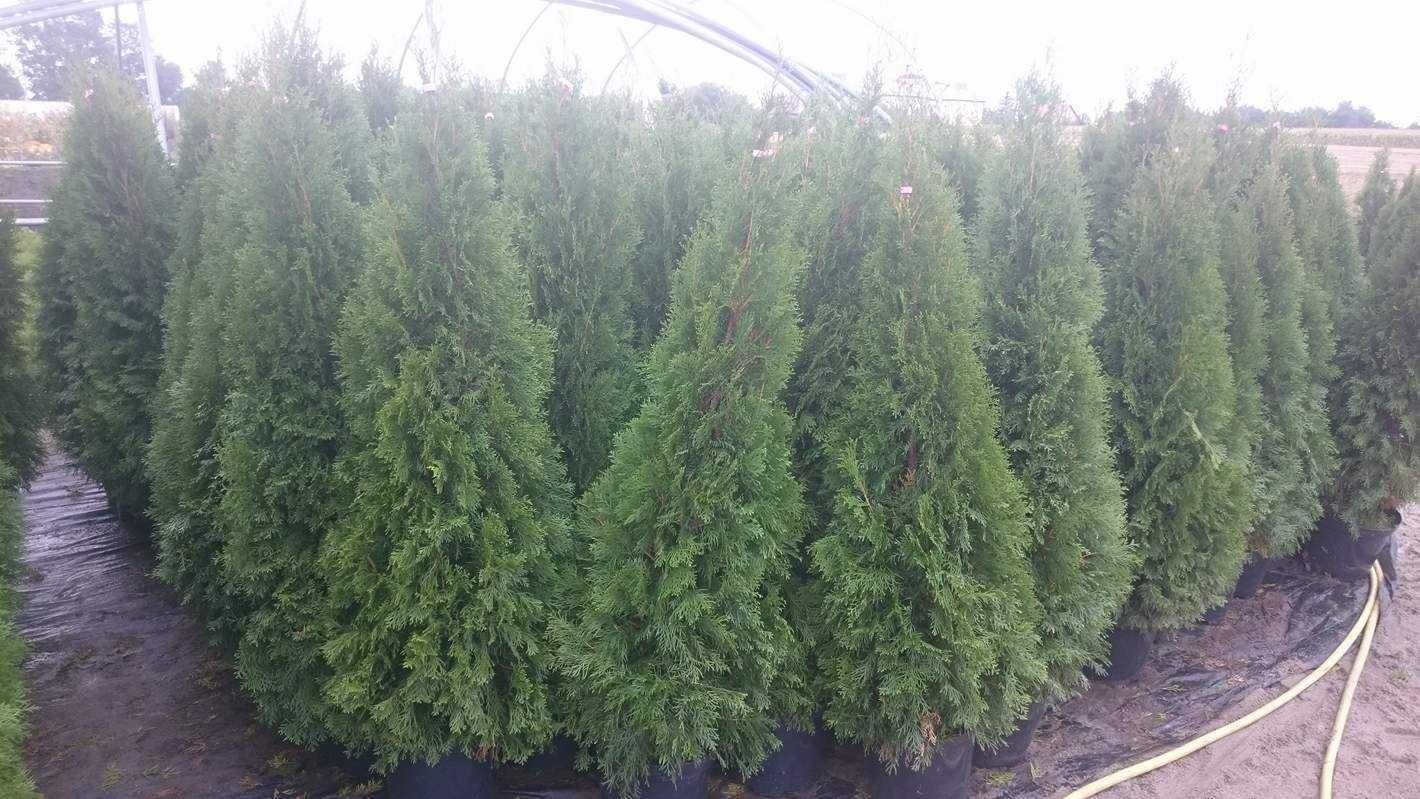 Tuja thuja szmaragd w doniczkach 140-160cm Dostawa