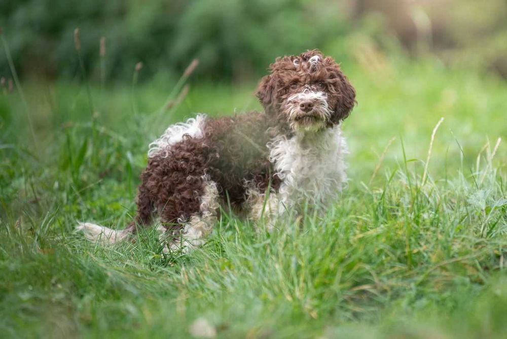 Lagotto Romagnolo - bystry chłopiec ZKwP FCI