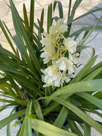 Várias Orquídeas para venda