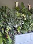 Nadwyżka roślin philodendron monstera epipremnum alokazja