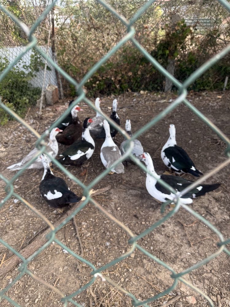 Vendo patas diversas,a botar ovos.