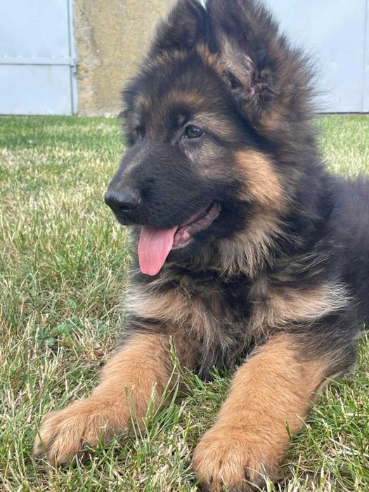 Owczarek niemiecki długowłosy sunia