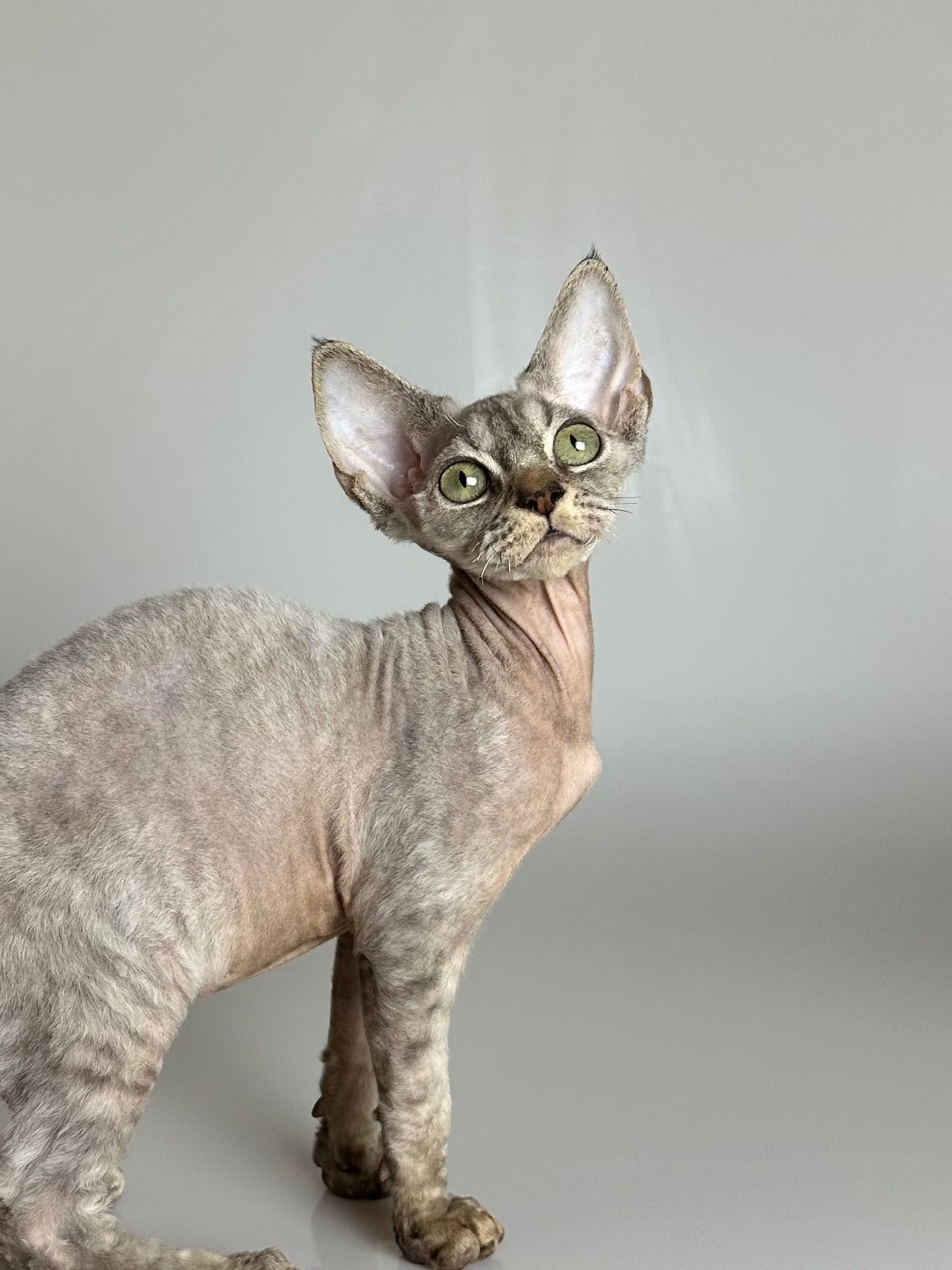 Śliczny kotek rasy Devon rex