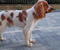 Cocker spaniel angielski