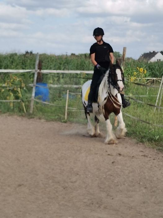 Sprzedam klacz irish cob