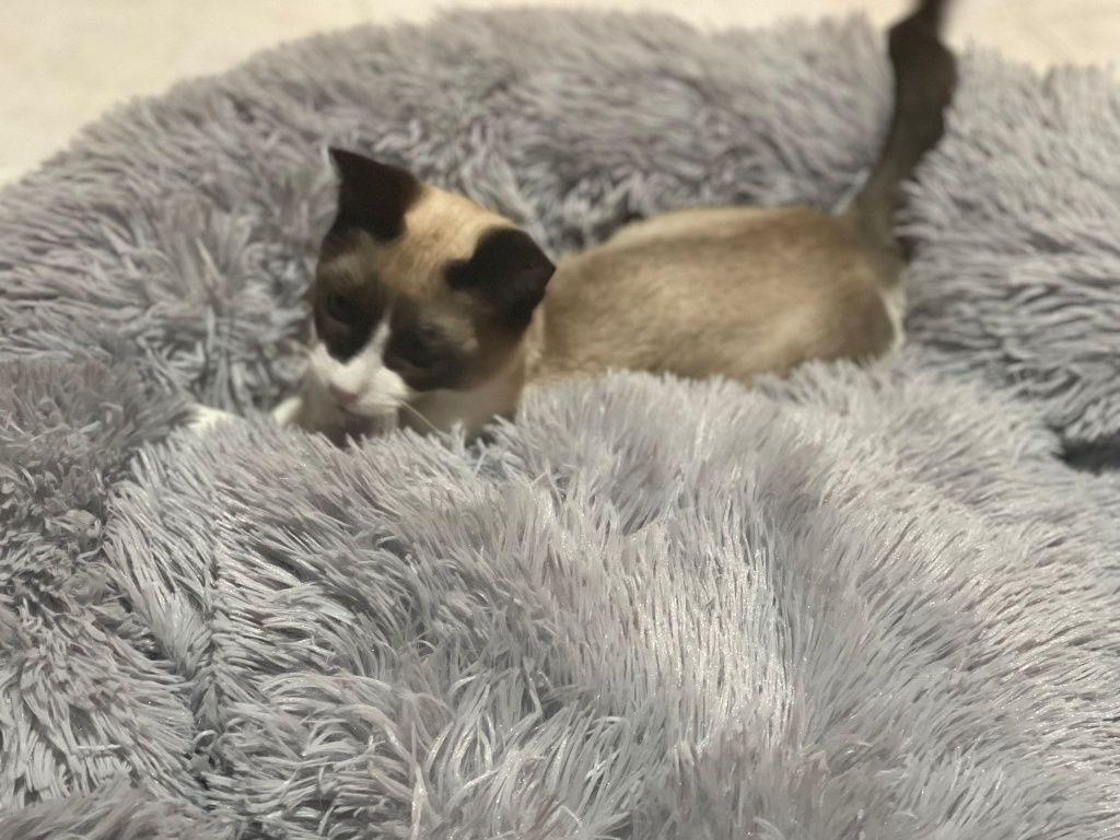 Cama para Animais, com Entrega Grátis