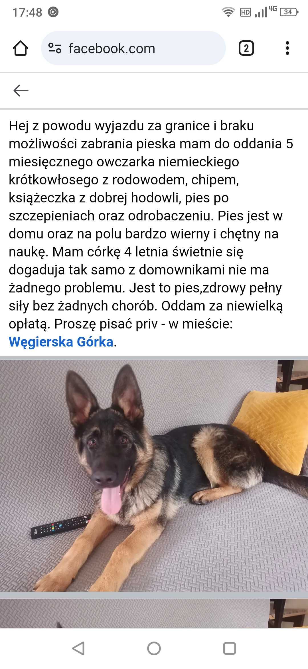 Owczarek niemiecki 5 miesięcy