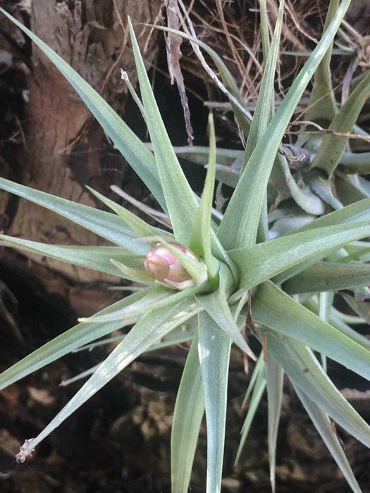 Plantas aéreas Tillandsia Bergeri